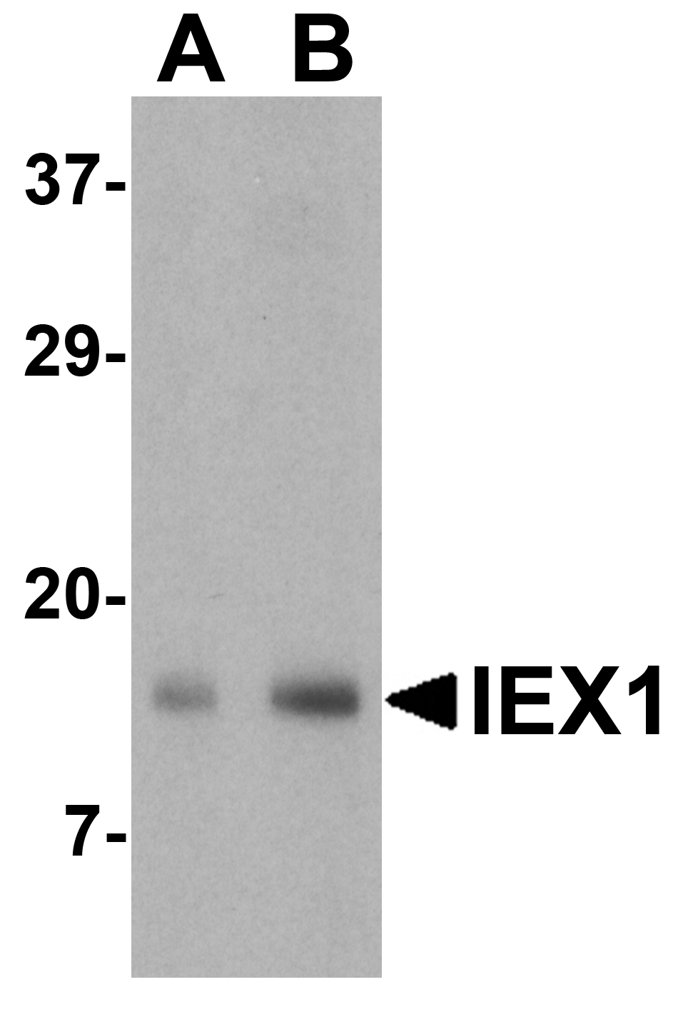 IEX-1 Antibody
