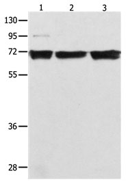 RELA Antibody