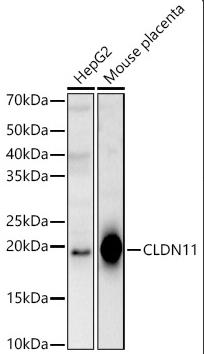 CLDN11 Antibody