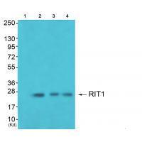 RIT1 Antibody