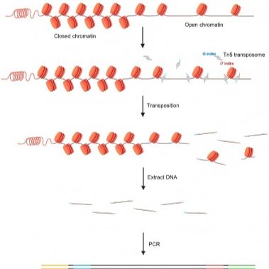 ATAC-seq染色质可及性检测