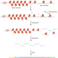 ATAC-seq染色质可及性检测