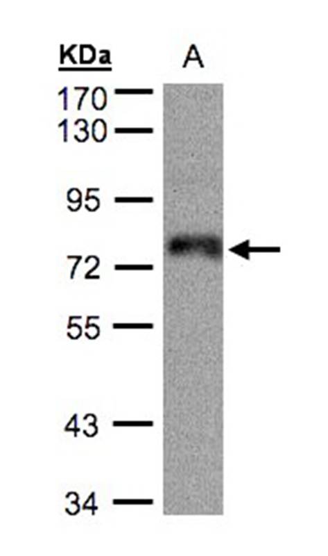 ZNF7 antibody