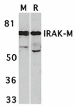 IRAK-M Antibody