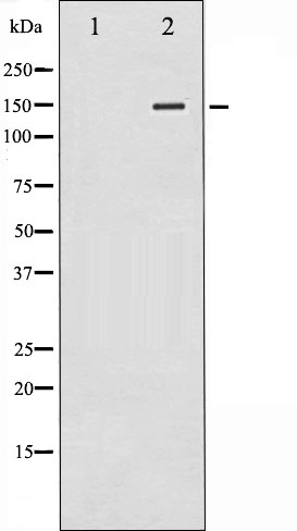 PLC gamma 2 Antibody