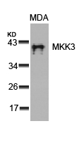 MKK3  Antibody