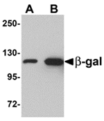 beta-Galactosidase Antibody