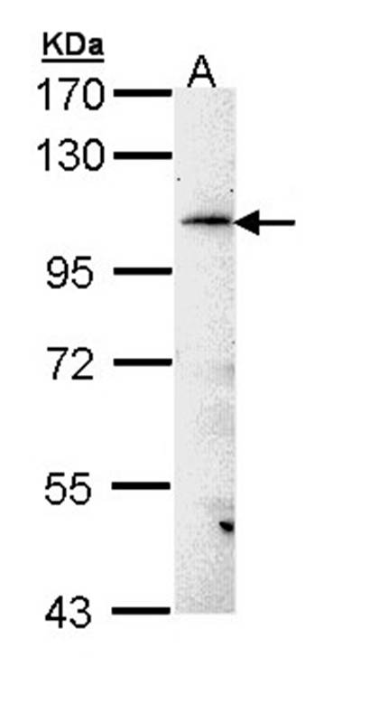 FLJ32786 antibody