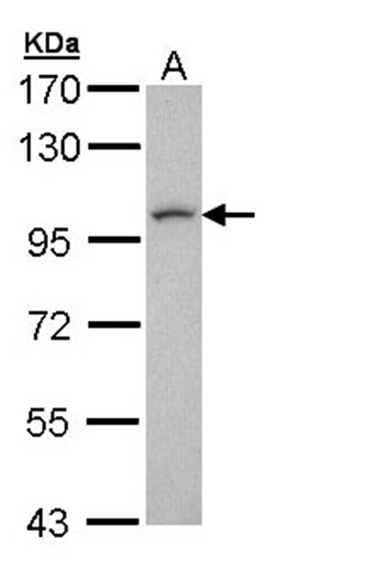 leucine zipper protein 1 antib