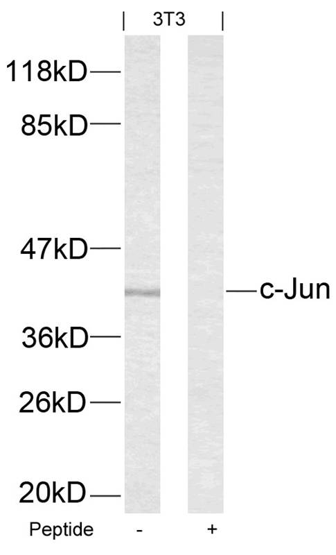 c-Jun  Antibody