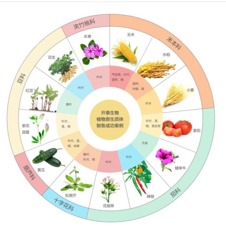 植物原生质体单细胞转录组测序