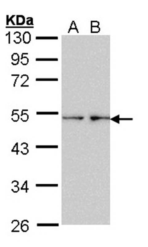Fascin 1 antibody
