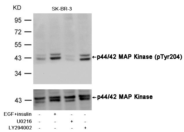 p44/42 MAP Kinase(Phospho-Tyr2
