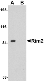 Rim2 Antibody