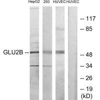 GLU2B Antibody