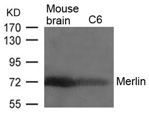Merlin  Antibody