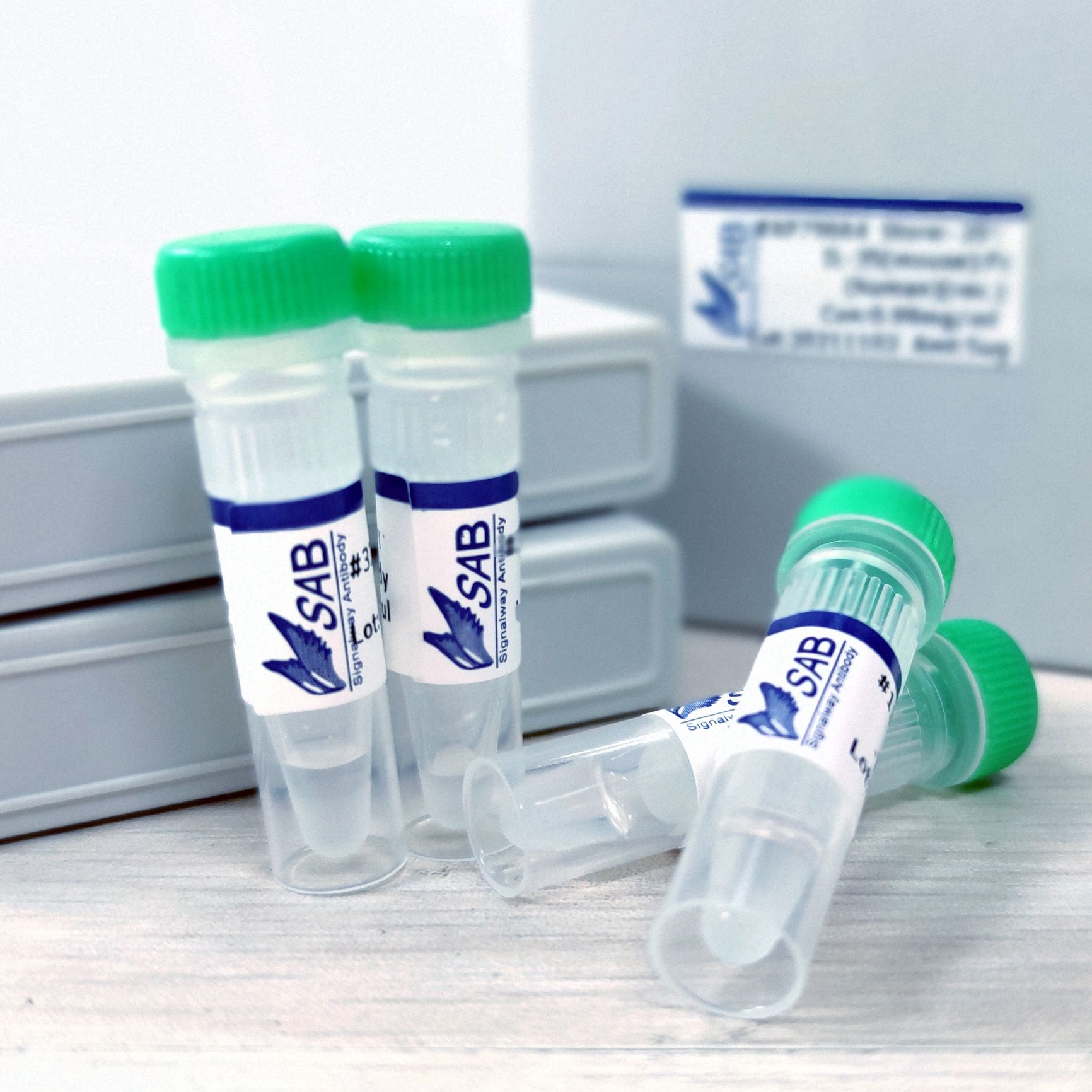 P38 MAPK(Phospho-Thr180/Tyr182) antibody