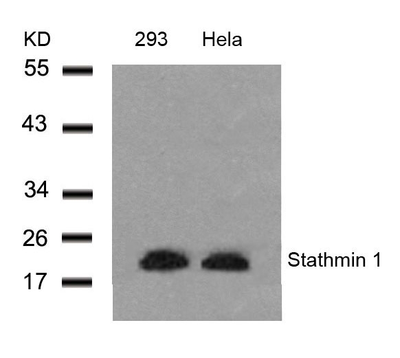 Stathmin1 Antibody