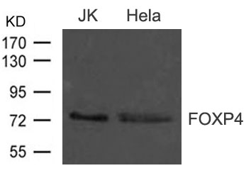 FOXP4 Antibody