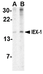 IEX-1 Antibody