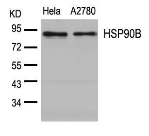 HSP90B  Antibody