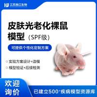 皮肤光老化裸鼠模型