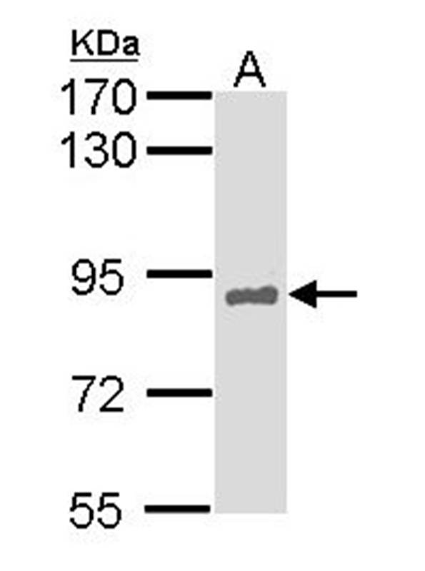 HNF-1 alpha antibody