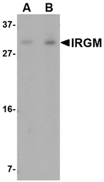 IRGM Antibody