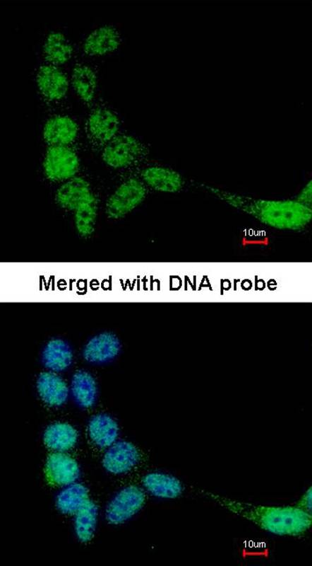 FLJ32786 antibody