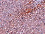 Prosapip2 Antibody
