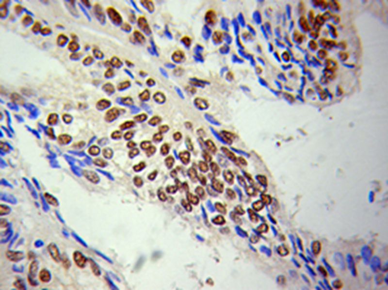LMNA Antibody