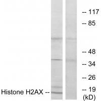 Histone H2AX Antibody