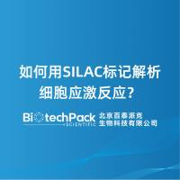 如何用SILAC标记解析细胞应激反应?