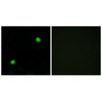 Histone H2AX Antibody