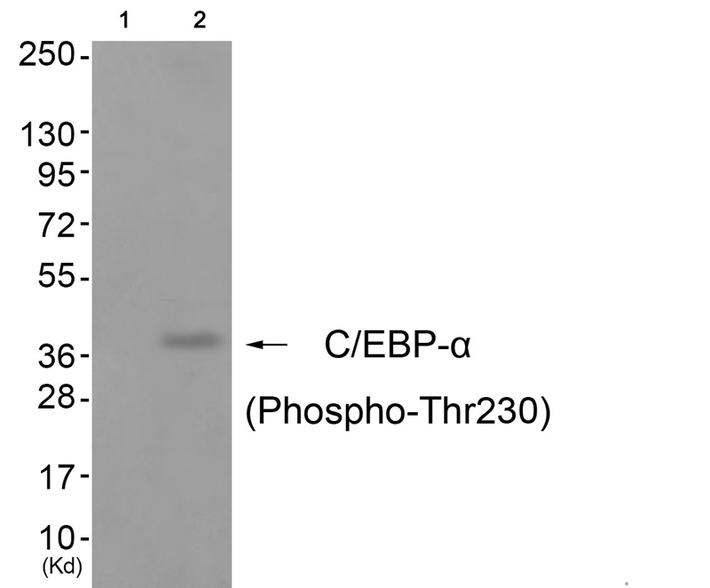 C/EBP-α (Phospho-Thr230) Antib