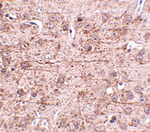 ZBTB1 Antibody