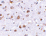 MANF Antibody