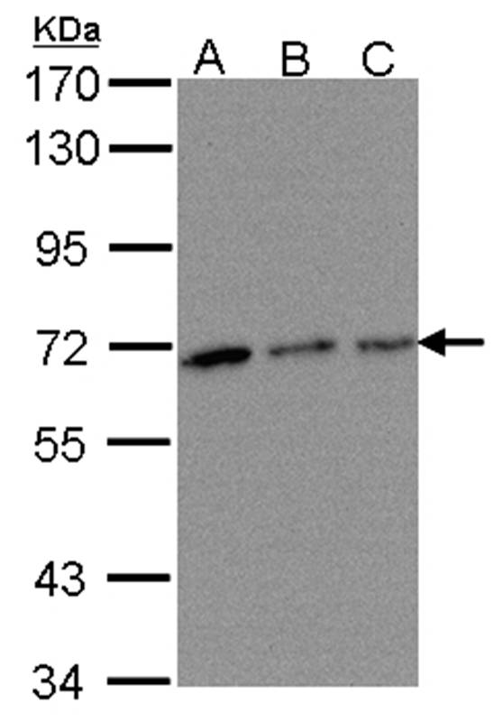 TROVE2 antibody