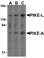 PIKE Antibody
