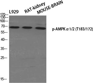 AMPKα1/AMPKα2(Phospho-Thr183/T