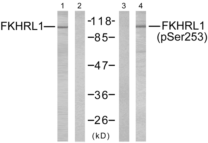 FKHRL1(Phospho-Ser253) Antibod