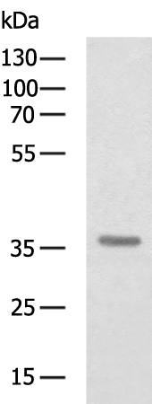 CFHR1 Antibody