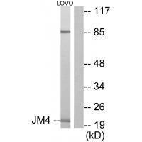 JM4 Antibody
