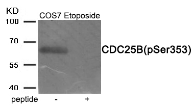 CDC25B (Phospho-Ser353) Antibo