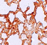 ZMYM1 Antibody