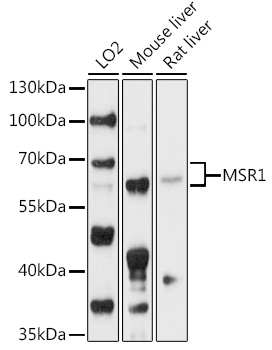 MSR1 Antibody
