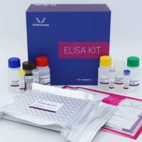 Human MEC(Mucosae Associated Epithelia Chemokine) ELISA Kit