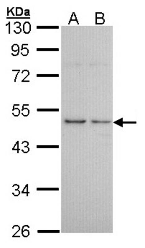 Histamine H3 Receptor antibody