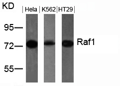 Raf1  Antibody