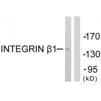 Integrin β1   Antibody